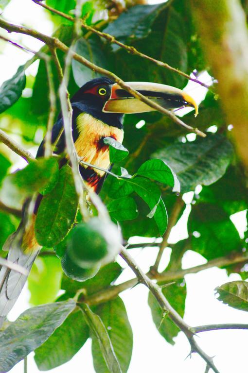 Hacienda Rio Blanco Hotel San Miguel de los Bancos Ngoại thất bức ảnh